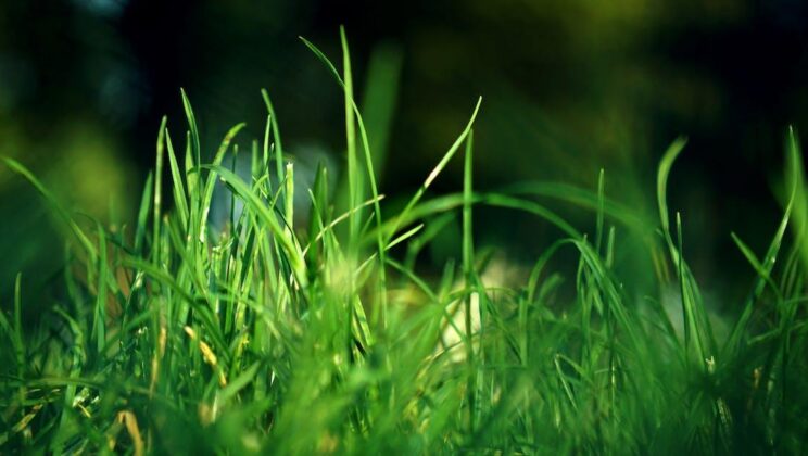 Undvik ånger: Läs recensioner av robotgräsklippare innan du köper